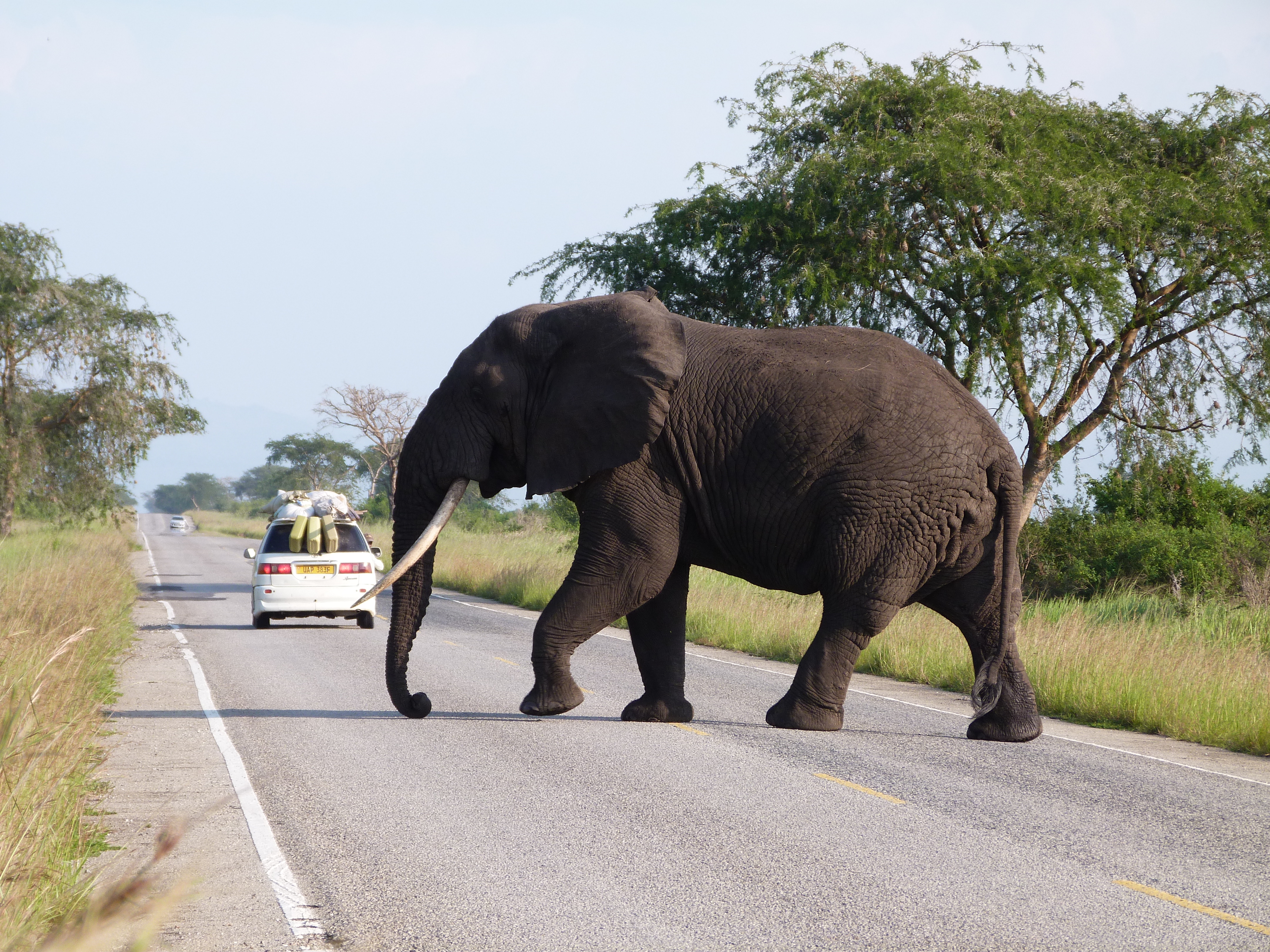 Image: Elephant in east Africa (September 2014), credit: Dr Colin Beale